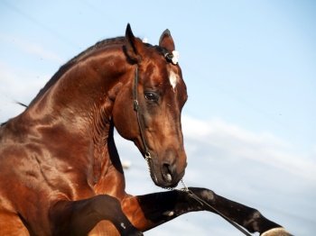 portrait of beautiful  bay  sportive  stallion rareing against sky background. close up