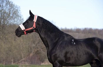 portrait of beautiful black horse  posing in field. spring time