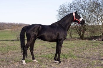  exterior of beautiful black sportive producer stallion  posing in meadow. spring time