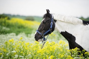 black-white piebald horse grazing on blossom pasture. close up