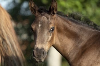 portrait of black little foal  posing at  sunny day.close up