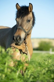  portrait of horse local breed posing   on pasture. Vytskay breed. summer time