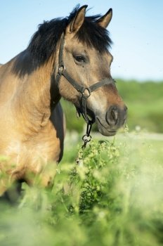  portrait of horse local breed posing   on pasture. Vytskay breed. summer time