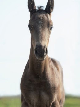 portrait of black beautiful   little foal . close up. 