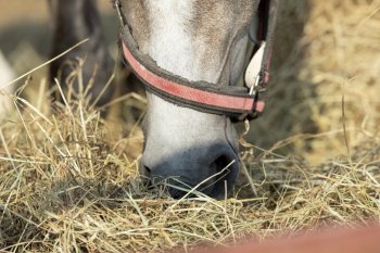 nose of grey horse eating hay outdoor. close up