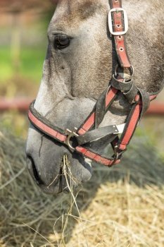 portrait of  grey horse eating hay outdoor. close up. farming horse concept