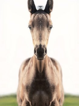 portrait of black beautiful   little foal . close up. 