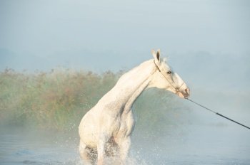 beautiful white Marwari  horse running  in river at early morning around  frog . india. 
