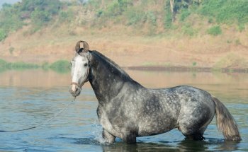  beautiful grey Marwari  stallion posing  in river at early morning . india. 