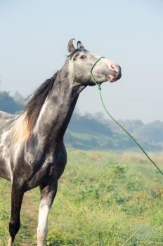  portrait of beautiful grey Marwari  young stallion  posing   at early morning . india. 