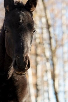 portrait  of black colt posing   sunny autumn day . close up