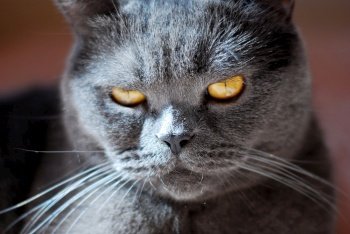 a gray cat of British or Scottish breed lies on the bed in the light from the window