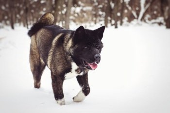 Alaskan Malamute dark color in the natural environment walking in the snow