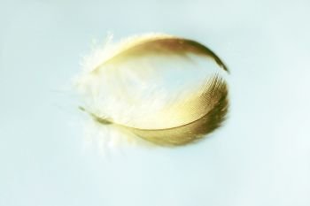 An amazing macro image of a feather on a mirror with a beautiful reflection that makes feel it calm and peaceful