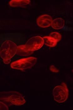 bright jellyfish floating in the dark sea water