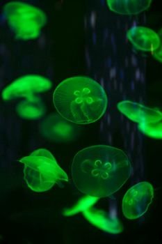 bright jellyfish floating in the dark sea water