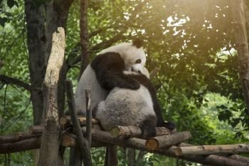 panda sits in the forest and eats bamboo