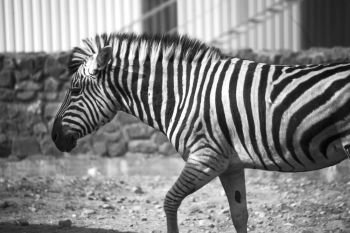 Zebra. black and white photography