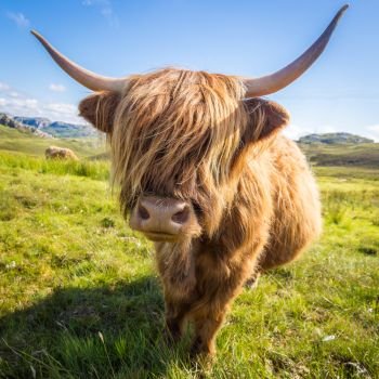 Scottish Highland cattle