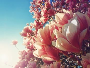 Wild pink magnolia tree buds blooming, floral pattern over sunny blue sky. Spring flower cluster blossoms on the branches in the park. Beautiful nature concept, seasonal outdoor in a warm sunny day.