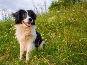 Happy dog seated on the grass meadow in the middle of the nature looking around enjoying the silence of a sunny day.