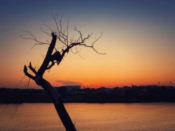 Silhouette of lonely dry tree over sunset sky background. Abstract bare willow branches, dramatic scene near lake and a city on horizon. Dead nature, environmental concept.