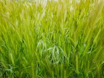 Blooming wild foxtail plants on a picturesque summer meadow. Different greening vegetation sway in the wind. Idyllic rural nature scene, green spring field. Countryside grassland seasonal beauty
