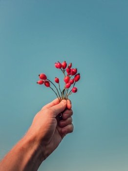 Close up person hand holding a bunch of brier berries over a clear blue sky background. Man arm with rosehip twigs and red ripe fruits. Fall season mood and dogrose plant seeds