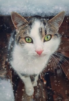 Winter season cat portrait. Close up kitten outdoor sheltering from snow. Beautiful kitty face, marvelous eyes. Pet outside, snowing scene