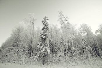 monochrome winter landscape