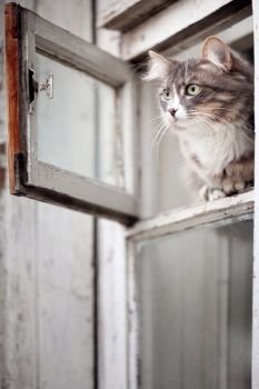 gray cat sitting in the window
