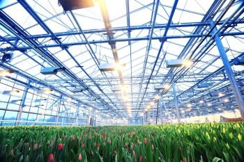 Plantation of tulips in a greenhouse Agribusiness