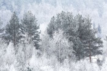 Snow-covered winter forest on a cloudy day