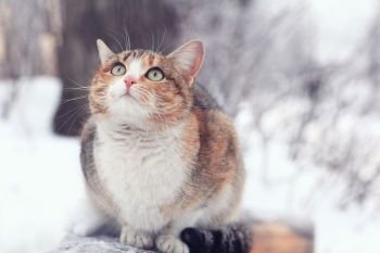 cute purebred cat