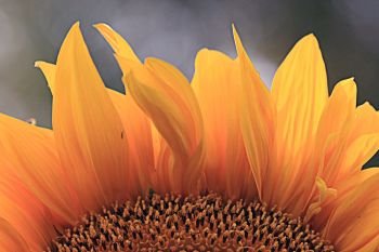 sunflower petals close-up