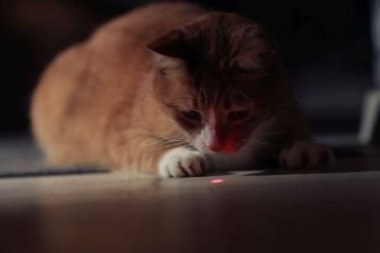 red cat on a black background