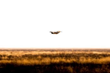 Bird flying low in Masai Mara