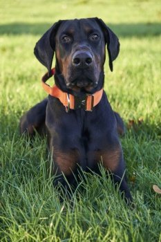 Photograph of puppy Doberman Pinscher dog sitting in grass looking at owner on sunny day