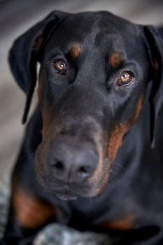 Close up Portrait of Doberman puppy dog looking at camera