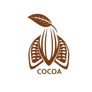 Cocoa, chocolate cacao bean icon for choco products or package, isolated vector. Cocoa bean or cacao tree plant seeds, peeled pod and leaves, for sweet food and cocoa desserts label. Cocoa, chocolate cacao bean icon for choco product