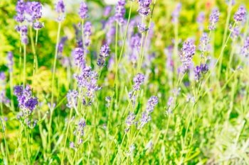 Lavender violet flowers grass plant field