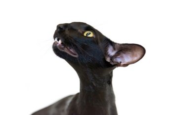 Black oriental funny cat isolated on white