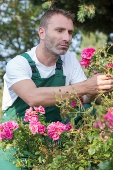 man gardener watering pansy flowers in garden