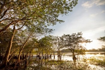 Mangrove tree on the tropical lake in Sri Lanka