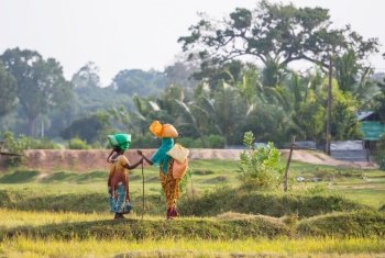 Local women carrying loads in tea plantations in Sri Lanka