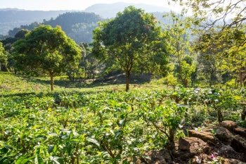 Green natural landscapes_tea plantation on Sri Lanka