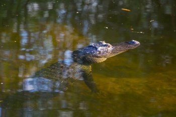 American Alligator Swimming in Everglades with colorful reflection in water wild nature national park