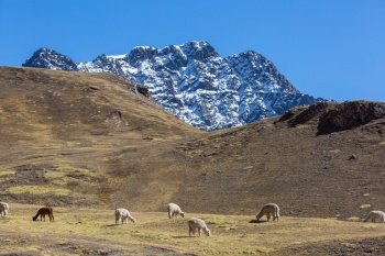 Cute alpaca in Andes, Bolivia, South America