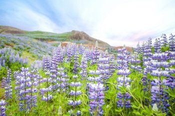 Lupin flowers in wild nature blooming in the spring on a mountain hill