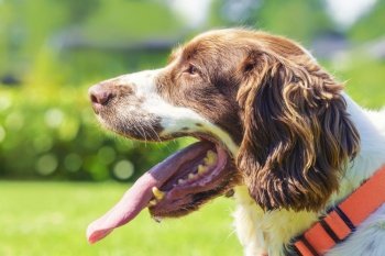 Close up of a springer spaniel dog with the tongue out of the mouth on a hot day